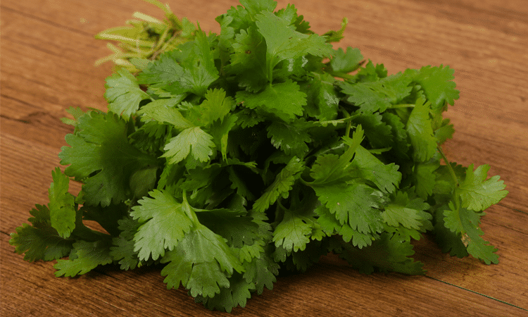 coriander-img
